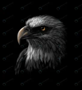 portrait head bald eagle black background vector i rnd624 frp9827004 - title:Home - اورچین فایل - format: - sku: - keywords: p_id:18