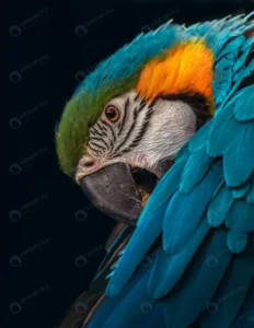 portrait macaw isolated black surface crc6f86f326 size17.55mb 3648x4721 - title:Home - اورچین فایل - format: - sku: - keywords: p_id:18