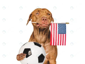 puppy holding american flag soccer ball rnd671 frp33398096 - title:Home - اورچین فایل - format: - sku: - keywords: p_id:18