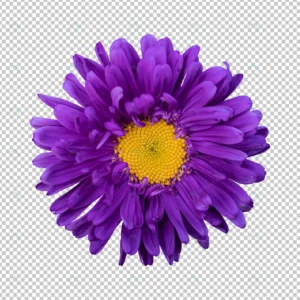 purple chrysanthemum flower isolated rendering.jp crce1df3b41 size35.99mb - title:Home - اورچین فایل - format: - sku: - keywords: p_id:18