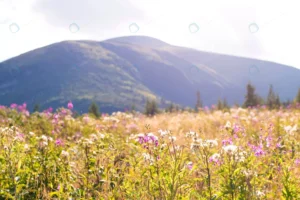 purple flowers mountains background crc9459b79a size11.49mb 6016x4000 - title:Home - اورچین فایل - format: - sku: - keywords: p_id:18