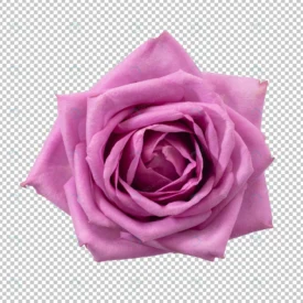 purple rose flower isolated crcd109997b size27.44mb - title:Home Main - اورچین فایل - format: - sku: - keywords: p_id:18