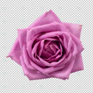 purple rose flower isolated crcd109997b size27.44mb - title:Home - اورچین فایل - format: - sku: - keywords: p_id:18