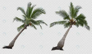 realistic coconut palm tree set isolated crcab3029d5 size41.42mb - title:Home - اورچین فایل - format: - sku: - keywords: p_id:18