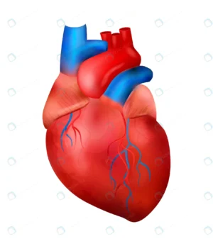 realistic human internal organs anatomy compositi crcd49d994f size2.76mb - title:Home - اورچین فایل - format: - sku: - keywords: p_id:18