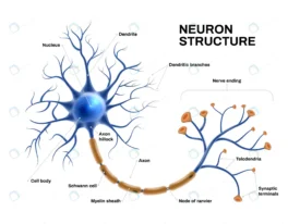 realistic neuron anatomy crc95e790ac size9.08mb - title:Home Main - اورچین فایل - format: - sku: - keywords: p_id:18