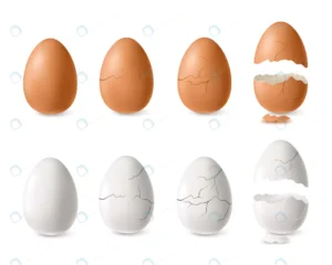 realistic white brown cracked open egg set isolat crcac4e0dcb size3.84mb - title:Home - اورچین فایل - format: - sku: - keywords: p_id:18