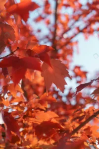 red autumn maple leaves full screen rnd224 frp21306464 - title:Home - اورچین فایل - format: - sku: - keywords: p_id:18