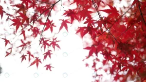 red color maple leaf blur white light bokeh sky ba rnd742 frp21367277 - title:Home - اورچین فایل - format: - sku: - keywords: p_id:18