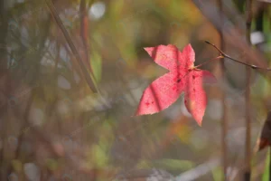 red color maple leaf during autumn south japan rnd221 frp4475879 - title:Home - اورچین فایل - format: - sku: - keywords: p_id:18