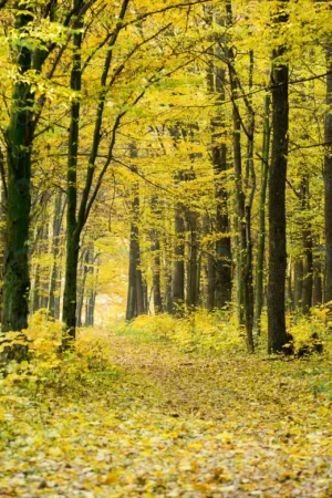 red colorful autumn colors forest crcfecd9bba size19.59mb 3221x4831 - title:Home - اورچین فایل - format: - sku: - keywords: p_id:18