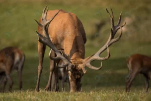 red deer nature habitat during deer rut european crc945bc1b4 size5.59mb 4933x3289 - title:Home - اورچین فایل - format: - sku: - keywords: p_id:18