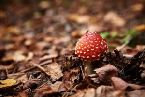 red fly agaric autumn forest poisonous mushroom a crc812fbed6 size6.41mb 5000x3338 - title:Home - اورچین فایل - format: - sku: - keywords: p_id:18