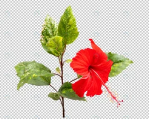 red hibiscus flower isolated crc057d4b22 size27.73mb - title:Home - اورچین فایل - format: - sku: - keywords: p_id:18