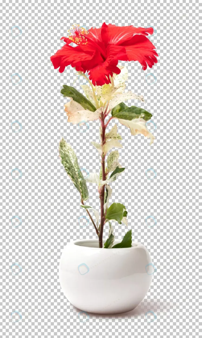 red hibiscus flower pot isolated crc079d9761 size19.57mb - title:گلدان سفید با گل هیبیسکوس - اورچین فایل - format:PSD - فتوشاپ - sku:crc079d9761 - keywords: p_id:83823