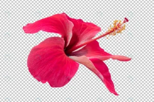 red hibiscus flower transparency background tropi crc7cb254d4 size24.65mb - title:Home - اورچین فایل - format: - sku: - keywords: p_id:18