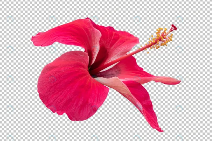 red hibiscus flower transparency background tropi crc7cb254d4 size24.65mb - title:گل هیبیسکوس قرمز بدون پس زمینه - اورچین فایل - format:PSD - فتوشاپ - sku:crc7cb254d4 - keywords: p_id:83825