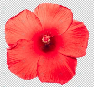 red hibiscus flower transparency background tropi crc9b854c50 size35.33mb - title:Home - اورچین فایل - format: - sku: - keywords: p_id:18