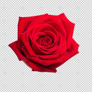 red rose flower crc036aa848 size23.83mb - title:Home - اورچین فایل - format: - sku: - keywords: p_id:18