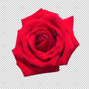 red rose flowers isolated transparency floral crcf4cb11a6 size30.90mb - title:Home - اورچین فایل - format: - sku: - keywords: p_id:18