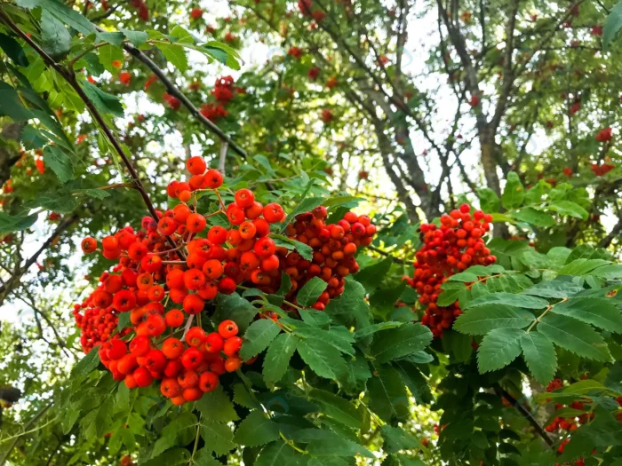 red rowan berries with leaves tree branches crcd210e6a3 - title:تصویر استوک درخت و میوه سماق کوهی - اورچین فایل - format:JPG - استوک - sku:crcd210e6a3 - keywords:تصویر استوک درخت و میوه سماق کوهی, عکس استوک, تصویر استوک رایگان, دانلود رایگان, درخت, فایل تکی p_id:57815