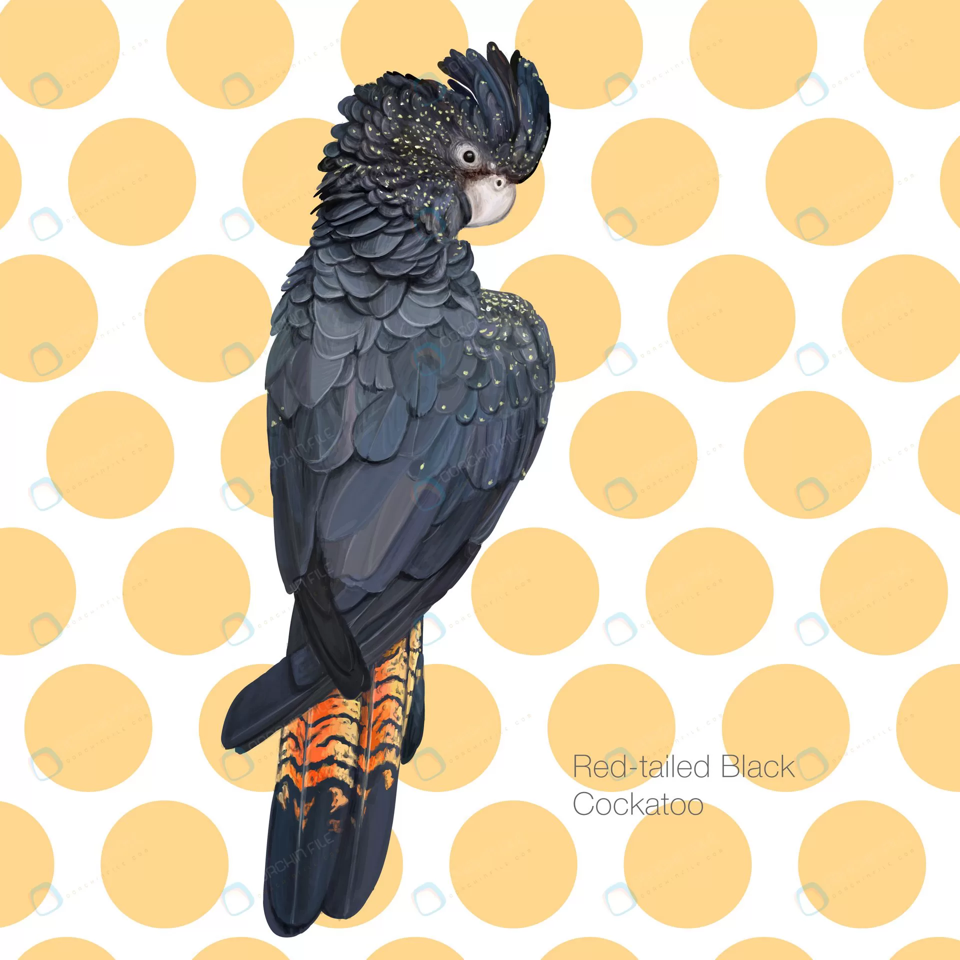 red tailed black cockatoo detailed illustration.j crc1b696ac9 size5.78mb 1 - title:Home Main - اورچین فایل - format: - sku: - keywords: p_id:18