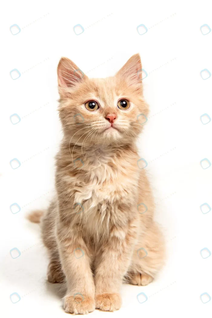 red white cat i white studio crc8ae77b11 size4.65mb 3452x5178 1 - title:استوک گربه زیبا در پس زمینه سفید - اورچین فایل - format:JPG - استوک - sku:crc8ae77b11 - keywords: p_id:47838
