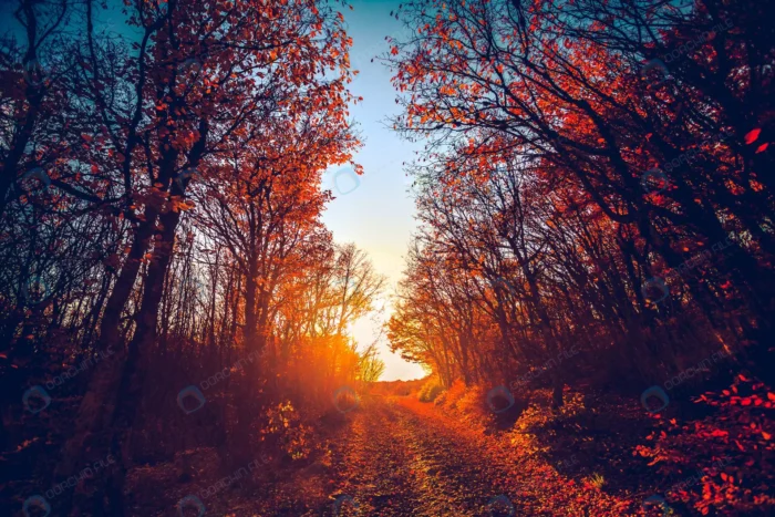 road majestic colorful forest sunset red autumn l crc8f0f6fa7 - title:تصویر جاده جنگلی در غروب آفتاب - اورچین فایل - format:JPG - استوک - sku:crc8f0f6fa7 - keywords: p_id:63116