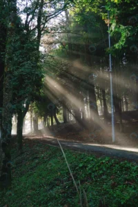 road with trees crc4d36c810 size3.77mb 2730x4096 - title:Home - اورچین فایل - format: - sku: - keywords: p_id:18