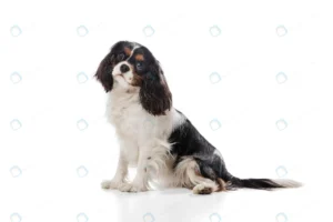 running cute sweet puppy king charles spaniel cut crce7dcfad2 size6.03mb 7084x4723 - title:Home - اورچین فایل - format: - sku: - keywords: p_id:18