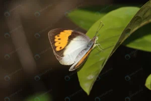 selective focus shot butterfly leaf crc74db4214 size5.65mb 6000x4000 - title:Home - اورچین فایل - format: - sku: - keywords: p_id:18