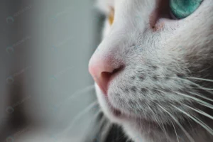 selective focus shot nose white cat with blue yel crcc99b04cc size13.41mb 6000x4000 - title:Home - اورچین فایل - format: - sku: - keywords: p_id:18