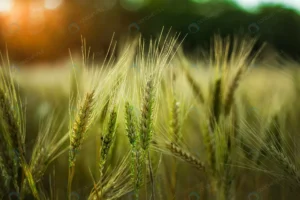 selective focus shot some wheat field crce54aef4b size3.47mb 3000x2000 - title:Home - اورچین فایل - format: - sku: - keywords: p_id:18