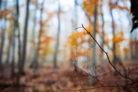 selective focus shot spider web twig autumn fores crcda505176 size38.04mb 8192x5464 - title:Home Main - اورچین فایل - format: - sku: - keywords: p_id:18