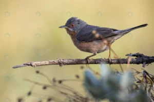 selective focus shot subalpine warbler bird perch crc20469c2a size6.45mb 4000x2667 - title:Home - اورچین فایل - format: - sku: - keywords: p_id:18