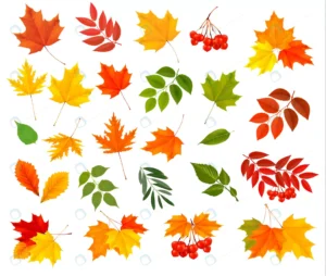 set colorful autumn leaves crcb1bafc4b size14.06mb - title:Home - اورچین فایل - format: - sku: - keywords: p_id:18