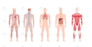 set human body internal organs system circulatory crcc1fa7651 size3.44mb - title:Home - اورچین فایل - format: - sku: - keywords: p_id:18