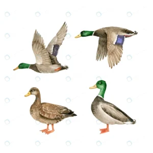 set vector watercolor wild birds geese ducks crcaf438bc8 size5.34mb - title:Home - اورچین فایل - format: - sku: - keywords: p_id:18