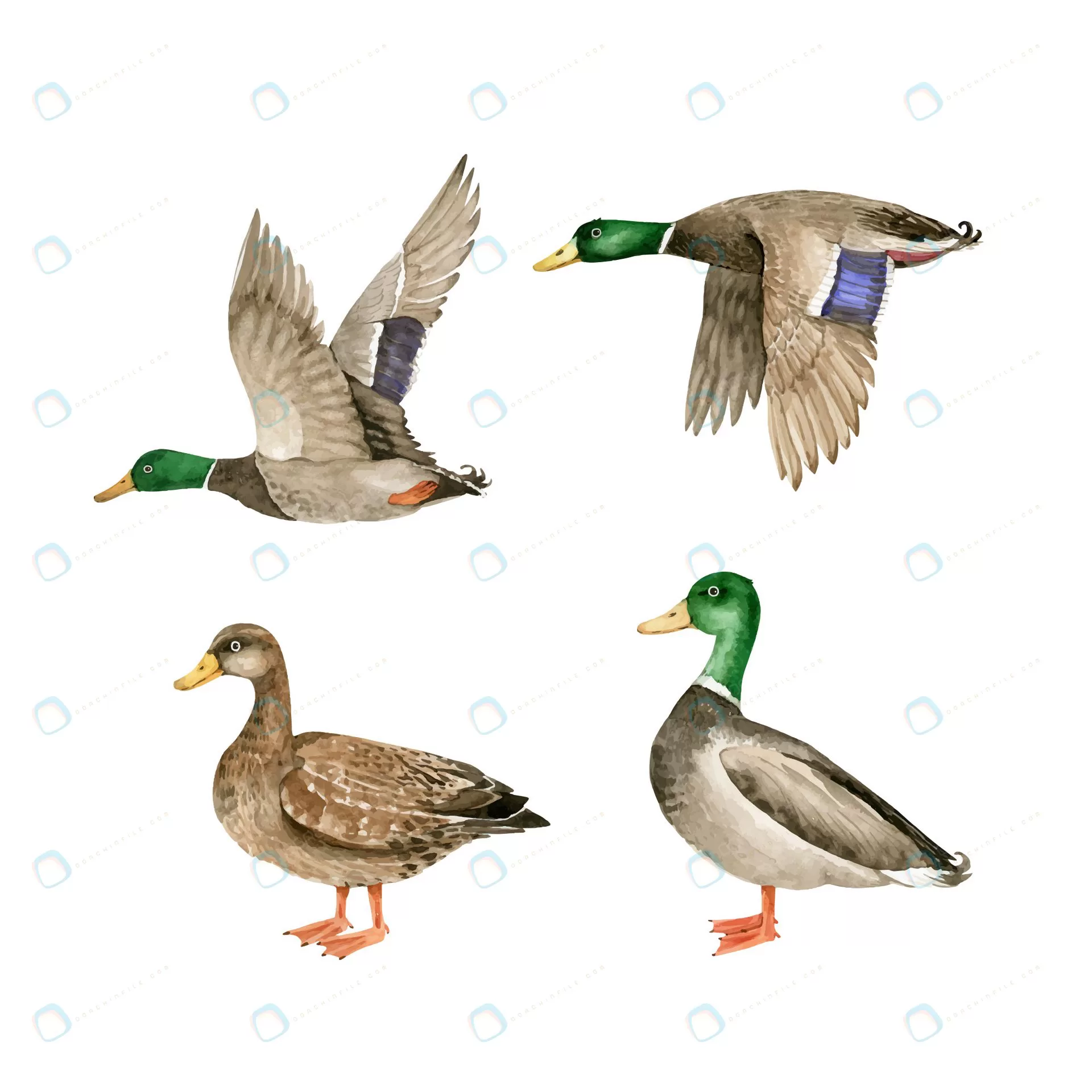 set vector watercolor wild birds geese ducks crcaf438bc8 size5.34mb - title:وکتور غاز و اردک - اورچین فایل - format:EPS - وکتور - sku:crcaf438bc8 - keywords: p_id:86917
