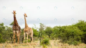 shot two cute tall giraffes safari south africa crc0dc670c9 size11.26mb 4050x2286 - title:Home - اورچین فایل - format: - sku: - keywords: p_id:18