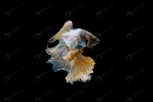 siam betta fish crc605fcc60 size1.61mb 3404x2273 1 - title:Home - اورچین فایل - format: - sku: - keywords: p_id:18