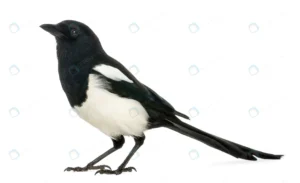 side view common magpie pica pica isolated white crc7330a48a size3.92mb 6490x3957 - title:Home - اورچین فایل - format: - sku: - keywords: p_id:18