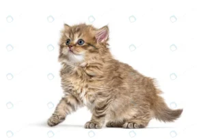 side view kitten british longhair crc2495f89b size5.99mb 5690x3869 - title:Home - اورچین فایل - format: - sku: - keywords: p_id:18