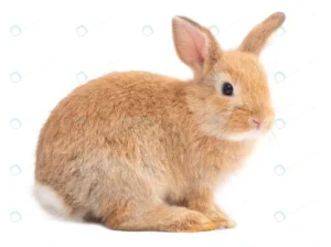 side view red brown cute rabbit isolated white ba crc14af2aca size3.55mb 3299x2468 1 - title:Home - اورچین فایل - format: - sku: - keywords: p_id:18