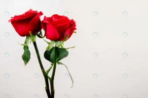 side view red color roses isolated white backgrou crc23b25eae size6.13mb 6240x4160 - title:Home - اورچین فایل - format: - sku: - keywords: p_id:18