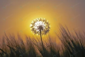 silhouette dandelion background sunny sunset fiel crc351946bc size8.06mb 4519x3011 - title:Home - اورچین فایل - format: - sku: - keywords: p_id:18