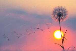 silhouettes flying dandelion seeds background sun crce9ef08f0 size4.52mb 4500x3000 - title:Home - اورچین فایل - format: - sku: - keywords: p_id:18