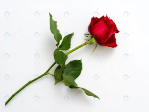 single beautiful red rose white crc4551ba8e size4.71mb 4608x3456 - title:Home - اورچین فایل - format: - sku: - keywords: p_id:18