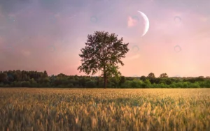 single tree field moon it crc9d18ac22 size7.20mb 5415x3391 1 - title:Home - اورچین فایل - format: - sku: - keywords: p_id:18