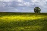 single tree large green field white fluffy clouds crcfba60bf2 size21.69mb 5184x3456 - title:Home Main - اورچین فایل - format: - sku: - keywords: p_id:18